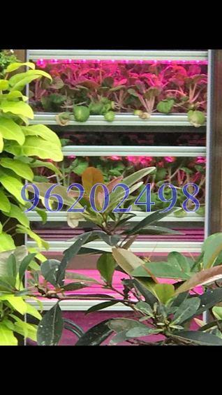 Coco Palms (D18), Condominium #167482022
